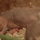Image for article titled Jason Momoa Bad, Naked Mole Rat Queen Good